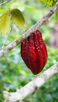 red fruit on tree branch
