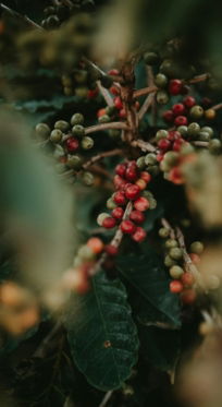 red round fruits on green leaves